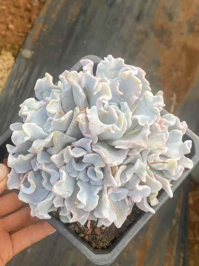 多肉植物 ホワイトギョウザ 30株セット 4号鉢 品番AA00044