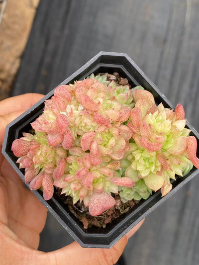 多肉植物 バクカン・グンセイ 24株セット 2.5号鉢 品番AA00068