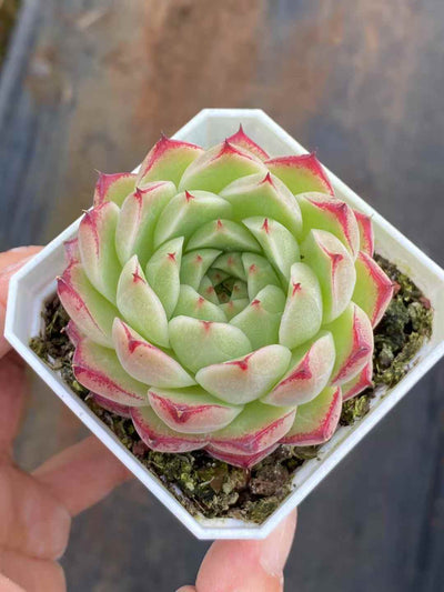 多肉植物 フェンフェイ 24株セット 2.5号鉢 品番AA00014