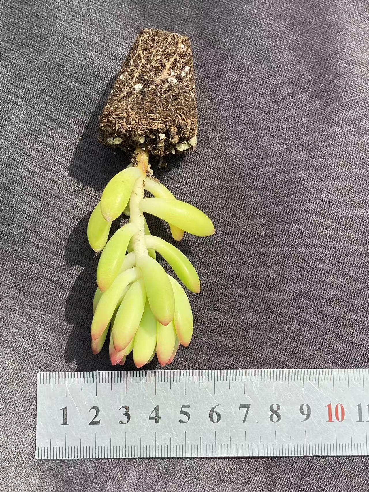 多肉植物 シュンモウ 72株セット 品番AB0079