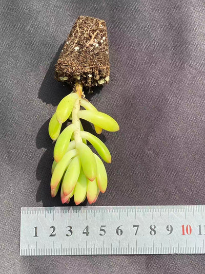多肉植物 シュンモウ 72株セット 品番AB0079