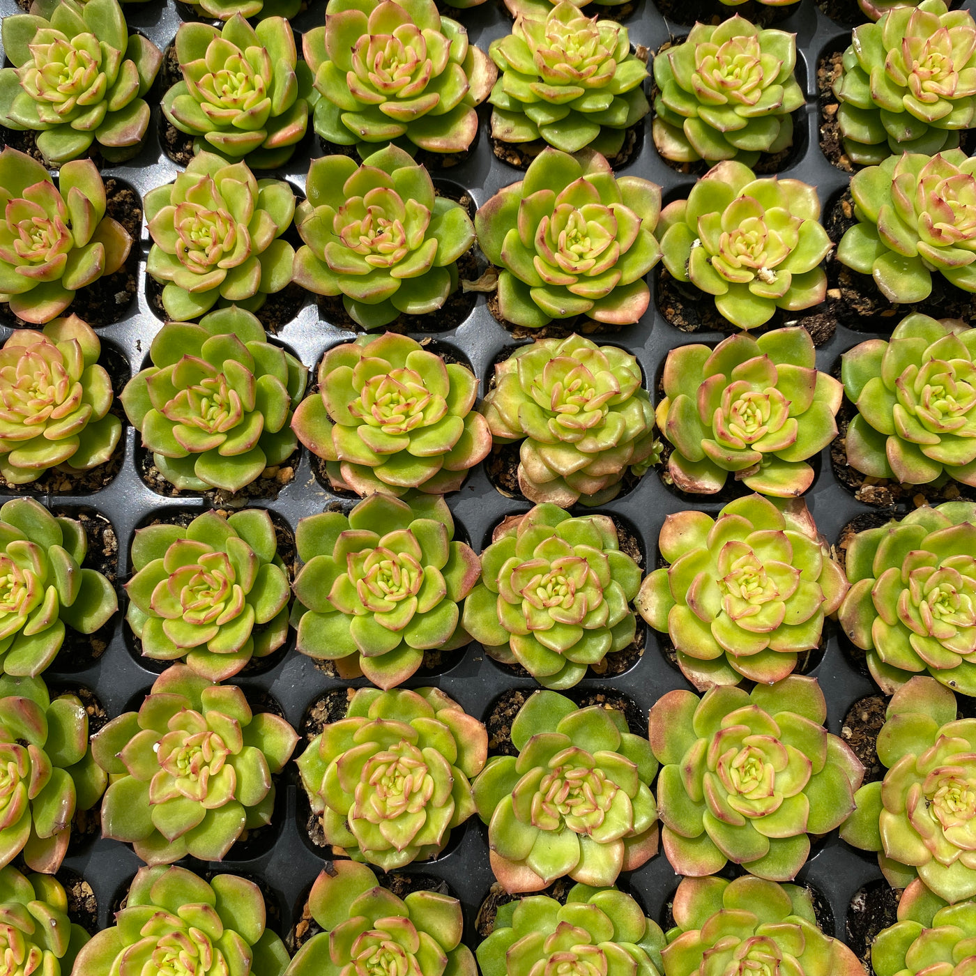 多肉植物 ラボタン 72株セット 品番AB0002