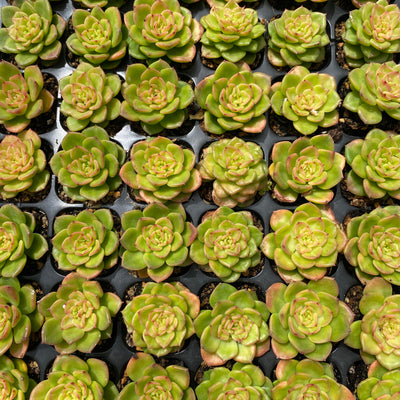 多肉植物 ラボタン 72株セット 品番AB0002