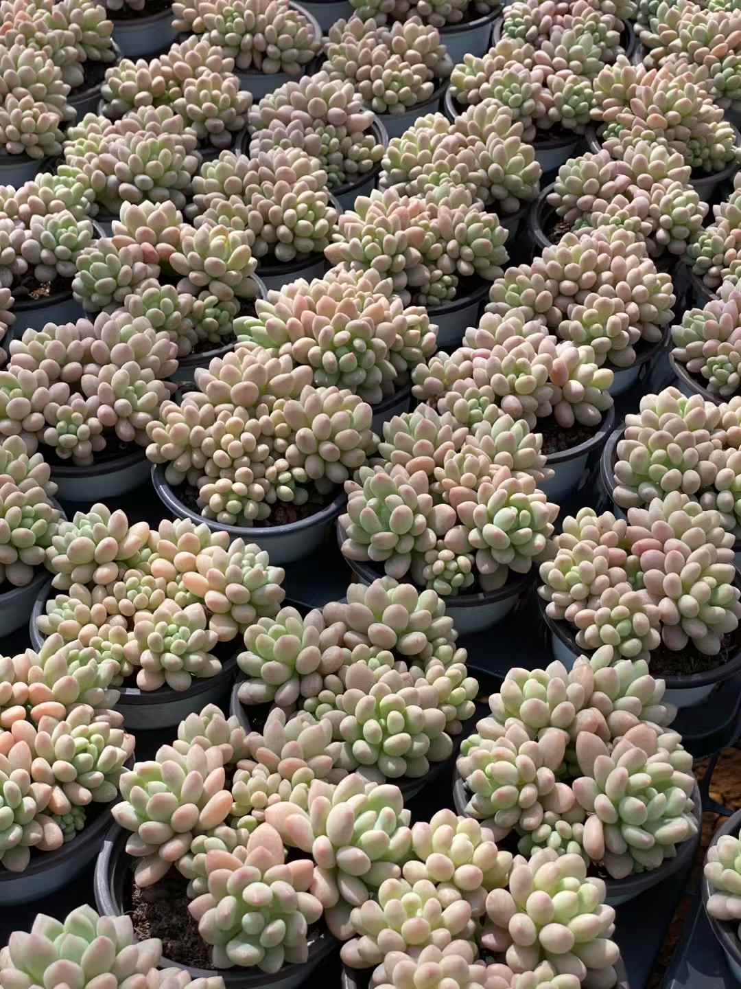 多肉植物 ロココ 18株セット 3号鉢 品番AA00038