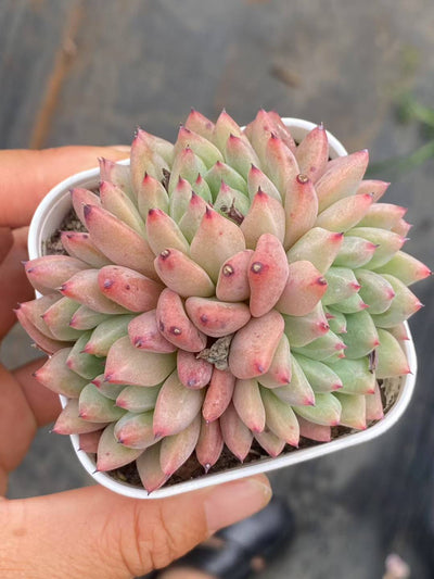 多肉植物 ルージュボタン 50株セット 2.5号鉢 品番AA00057