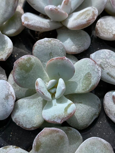 多肉植物 ナイチャ 128株セット 品番AB0089