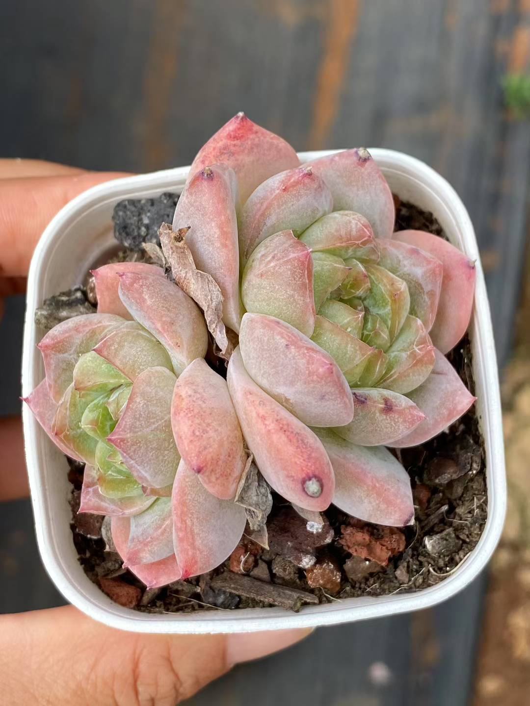 多肉植物 ピンクダイヤ 50株セット 2.5号鉢 品番AA00058