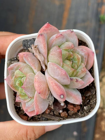 多肉植物 ピンクダイヤ 50株セット 2.5号鉢 品番AA00058