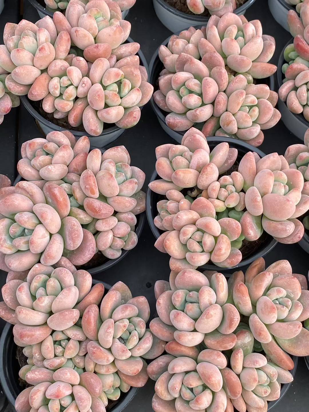 多肉植物 ルオシェン 18株セット 3号鉢 品番AA00081