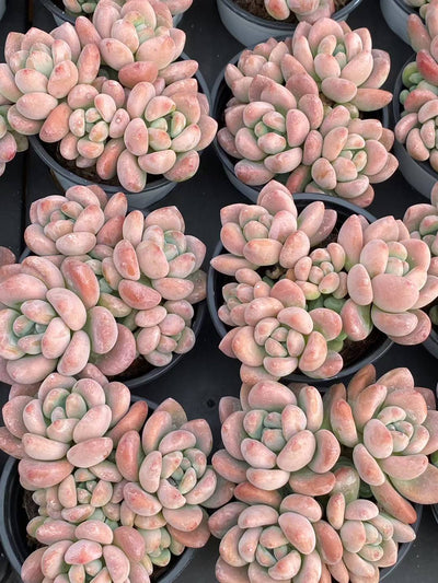 多肉植物 ルオシェン 18株セット 3号鉢 品番AA00081