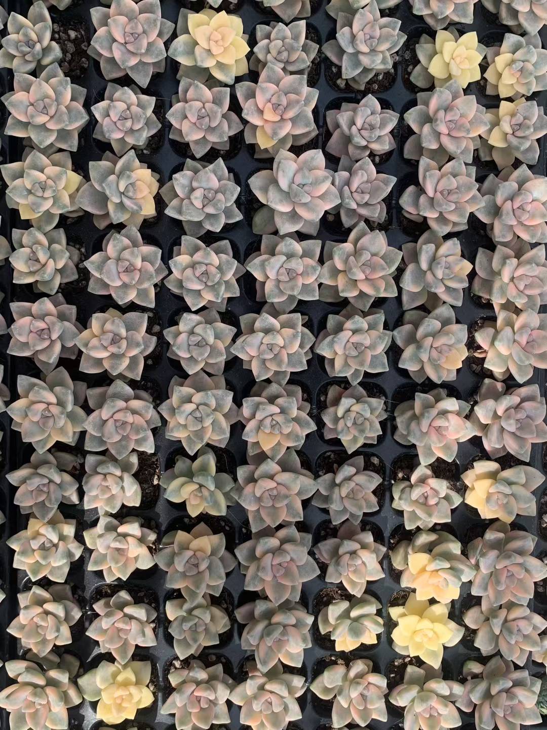 多肉植物 ミアンニキン 105株セット 品番AB0192