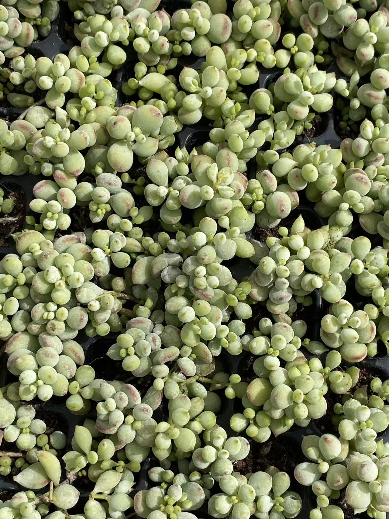 多肉植物 ダルマ 105株セット 品番AB0095