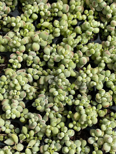 多肉植物 ダルマ 105株セット 品番AB0095