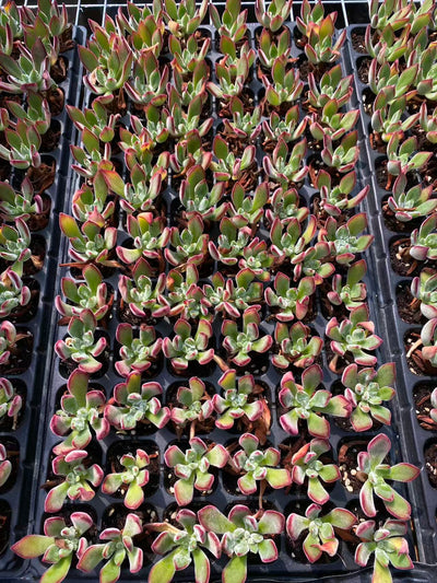 多肉植物 キンコウセイ 72株セット 品番AB0078