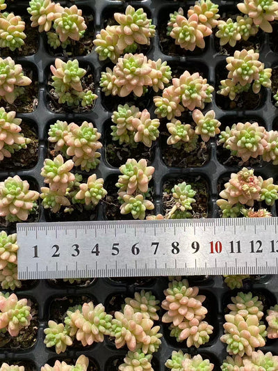 多肉植物 ジェニー 128株セット 品番AB0099