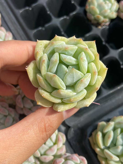 多肉植物 カイエンミント 72株セット 品番AB0128
