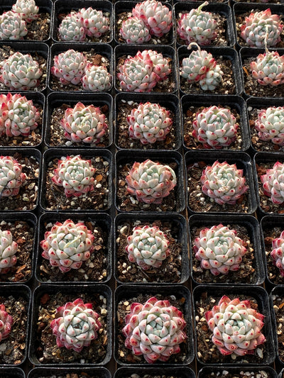 TH660     多肉植物     （48株）セット