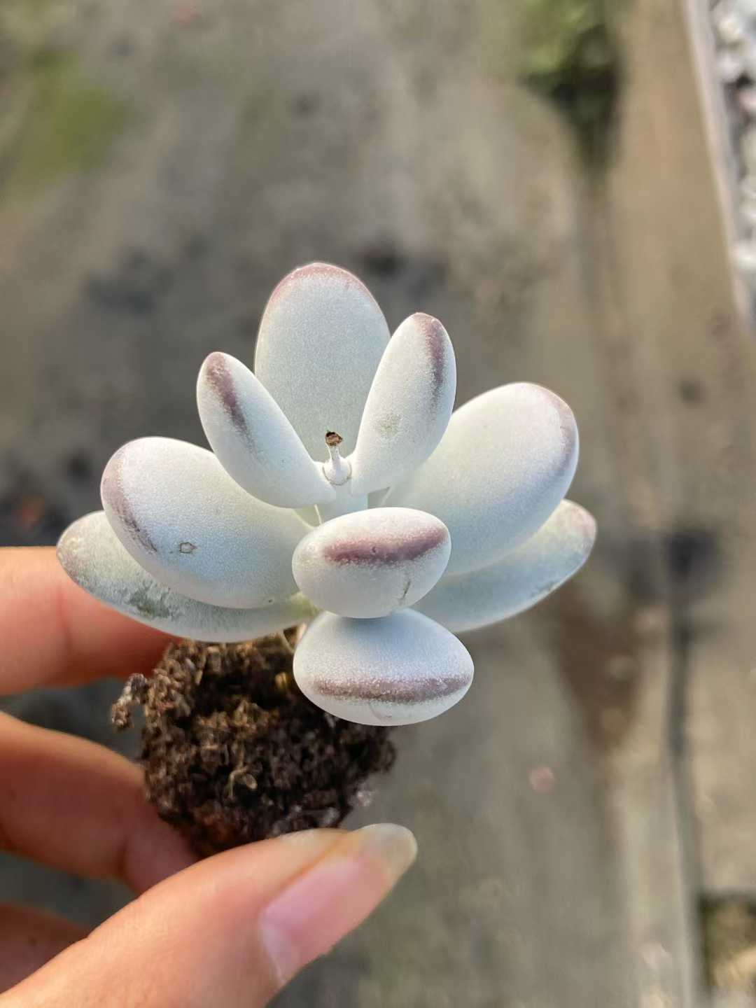 多肉植物 ピンポンフクニャン 105株セット 品番AB0112