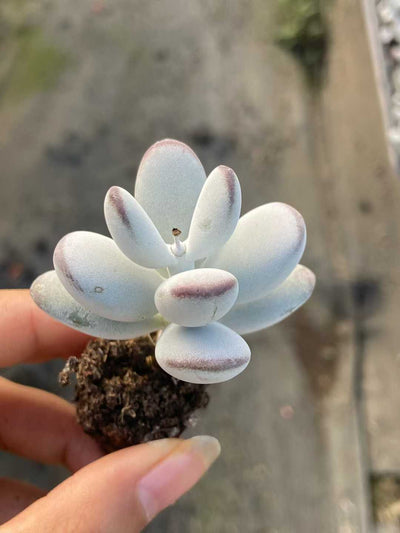 多肉植物 ピンポンフクニャン 105株セット 品番AB0112
