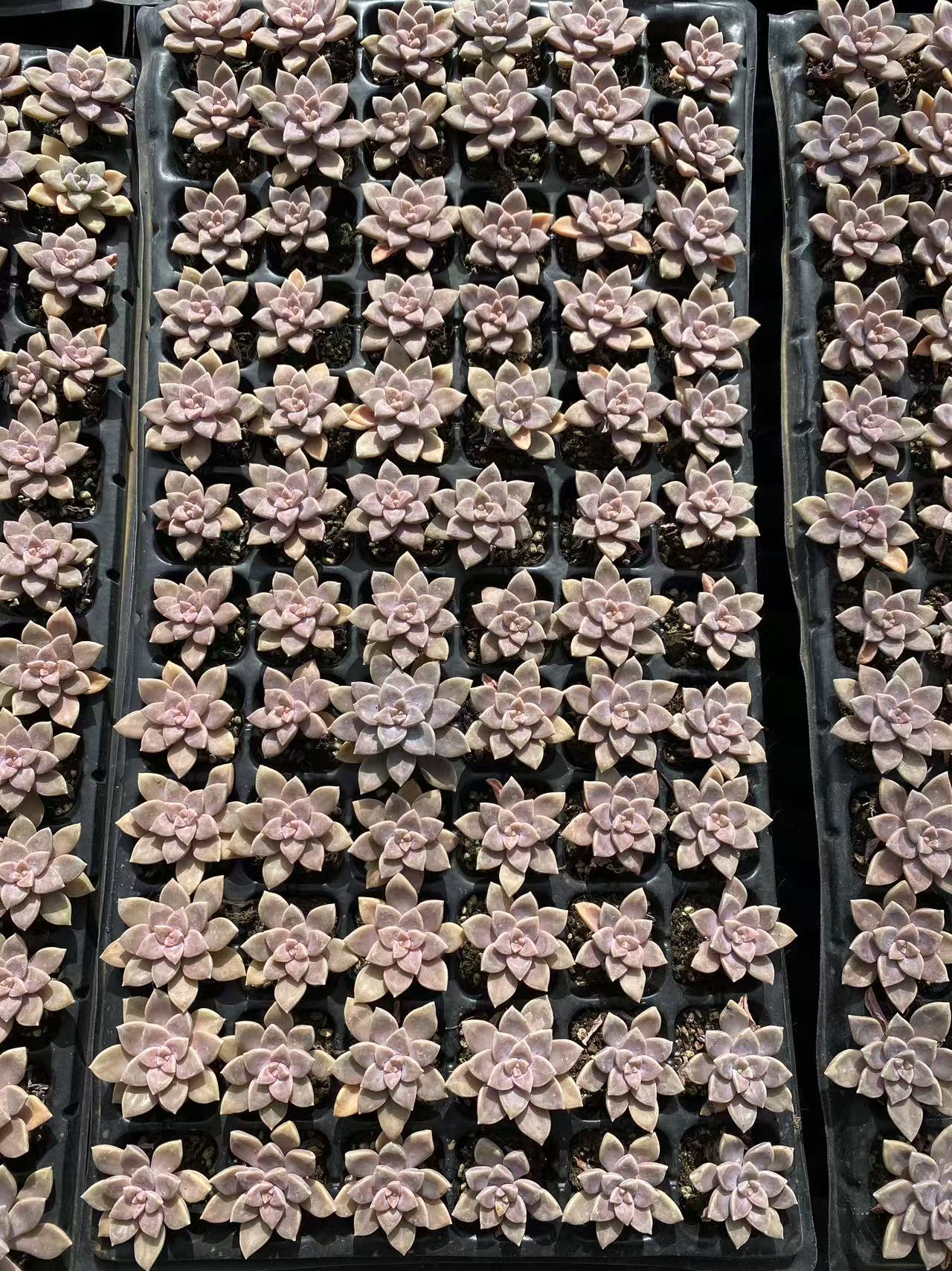 多肉植物 アレンペイ 72株セット 品番AB0103