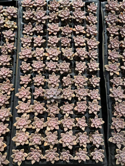 多肉植物 アレンペイ 72株セット 品番AB0103