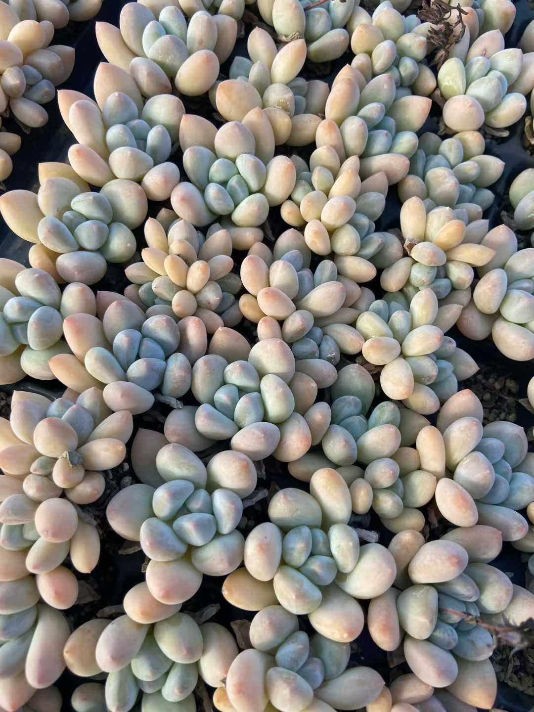 多肉植物 フンコウスイ 105株セット 品番AB0109