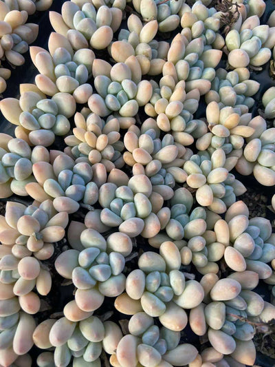 多肉植物 フンコウスイ 105株セット 品番AB0109