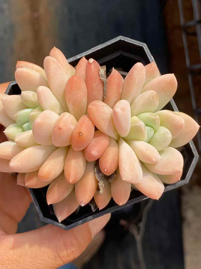 多肉植物 ルアン・リンユー 50株セット 2.5号鉢 品番AA00026