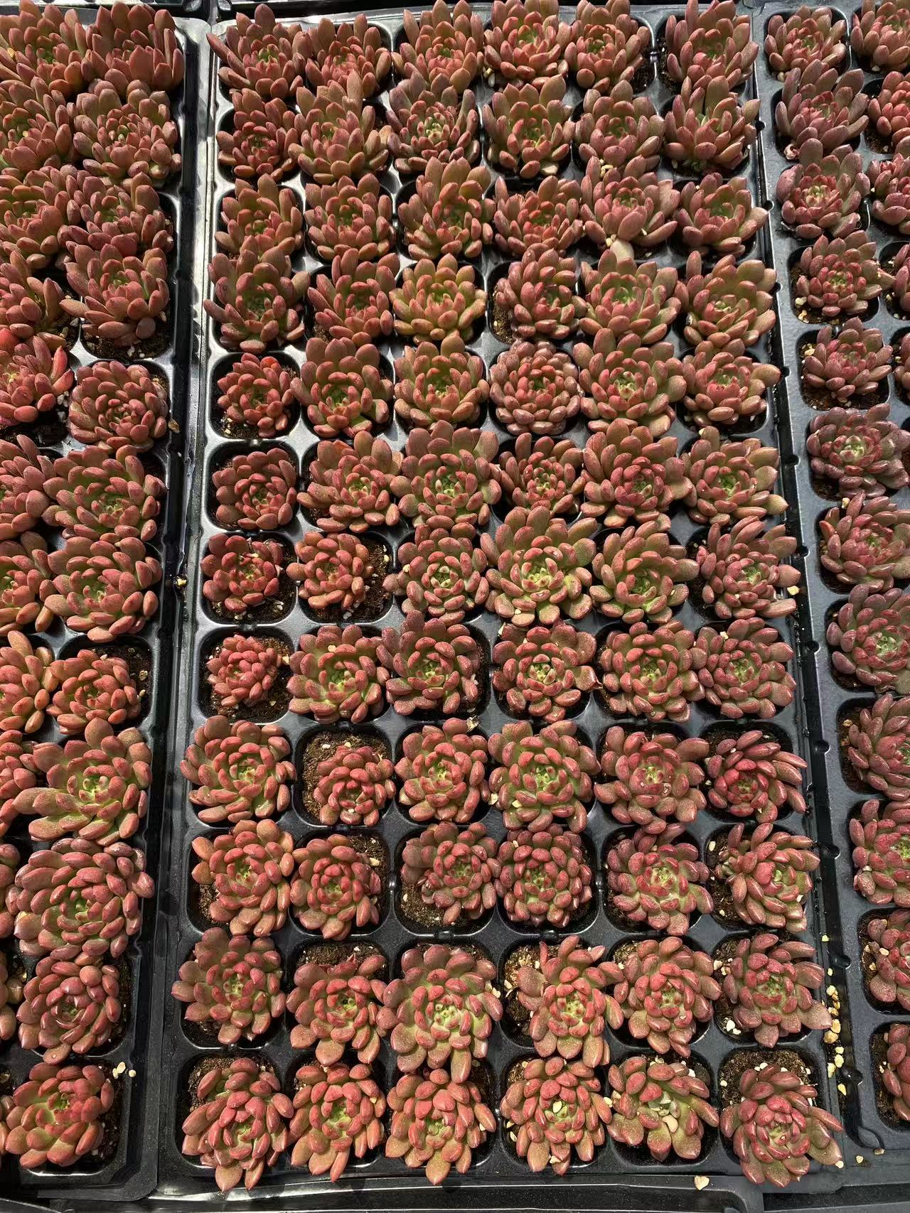 多肉植物 コウコウセキ 72株セット 品番AB0083