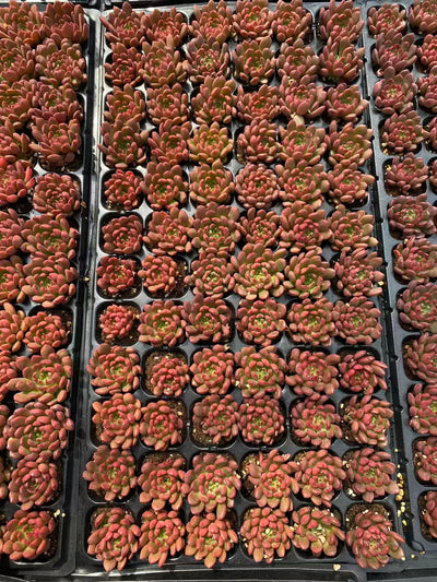 多肉植物 コウコウセキ 72株セット 品番AB0083