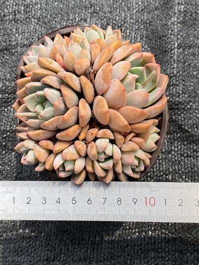 TH682     多肉植物     （18株）セット
