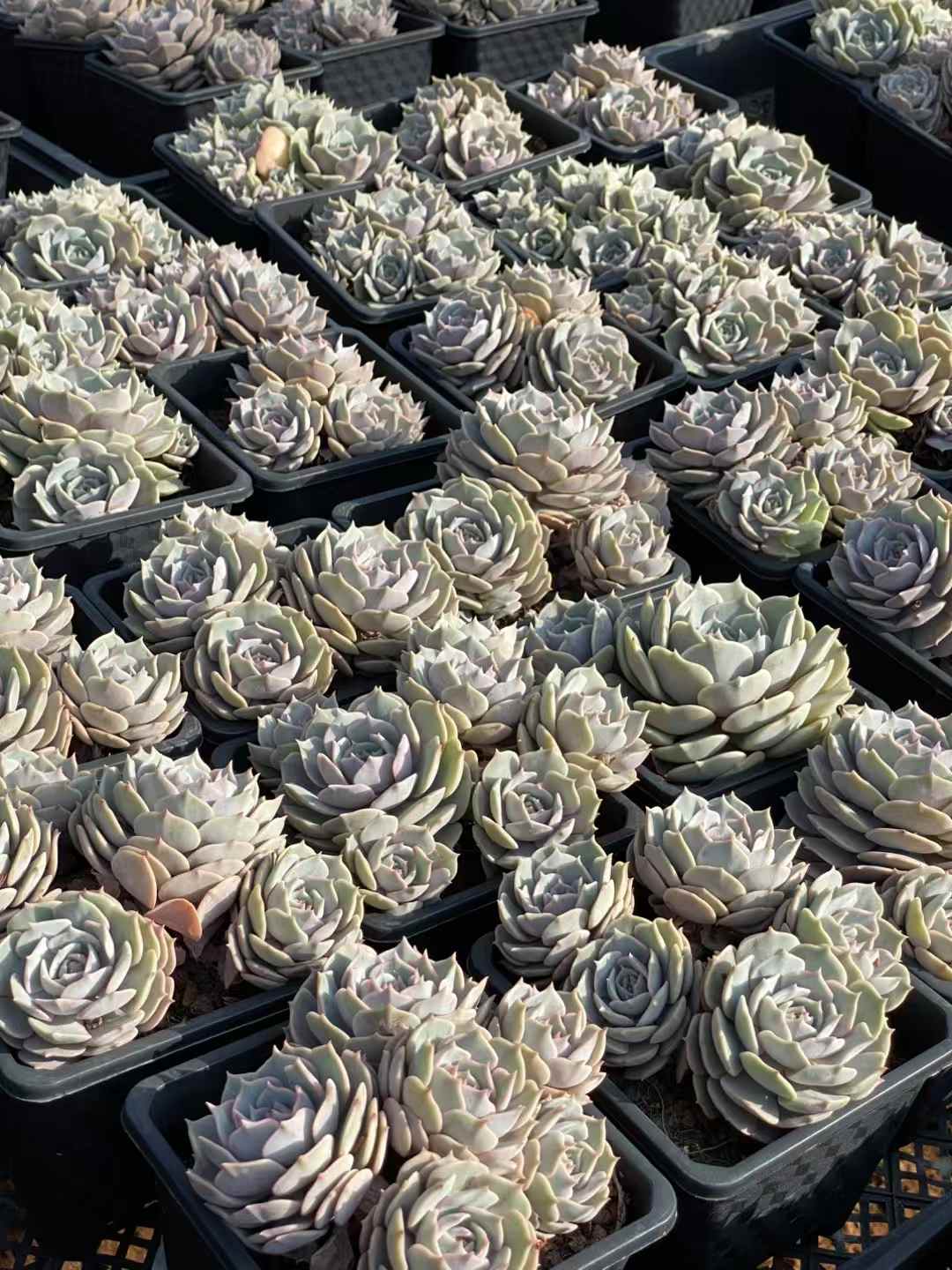 多肉植物 ルナレン 30株セット 4号鉢 品番AA00045