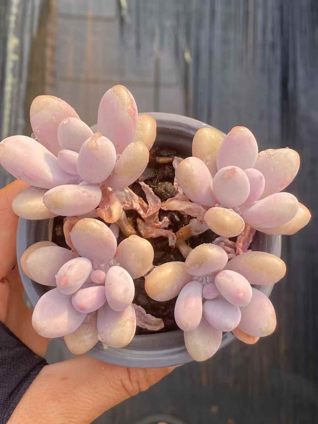 多肉植物 ピーチエッグ 30株セット 3号鉢 品番AA00041