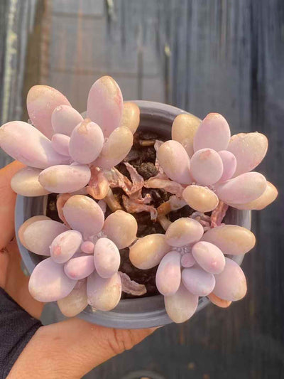多肉植物 ピーチエッグ 30株セット 3号鉢 品番AA00041
