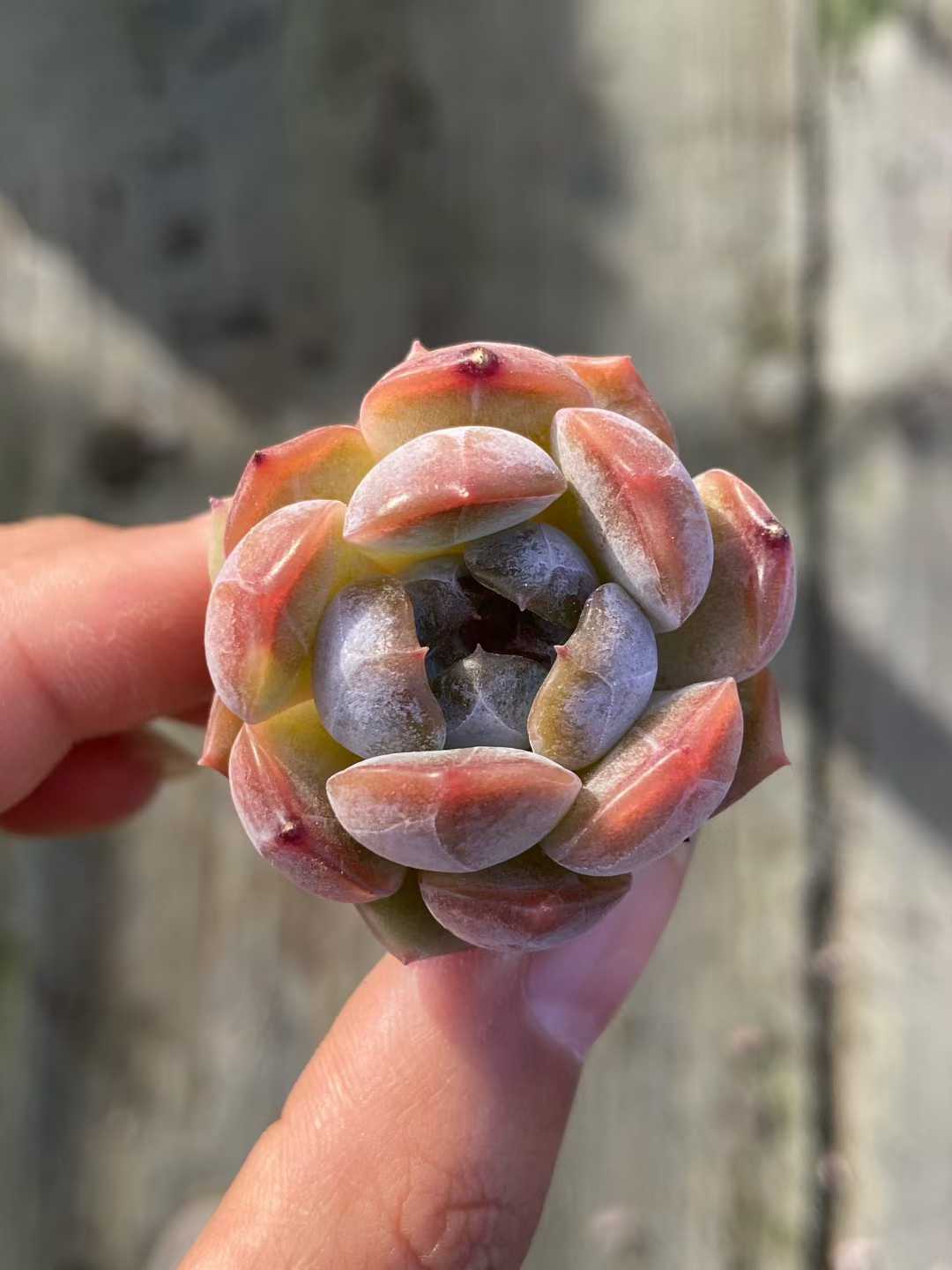 多肉植物 アカイコイビト 105株セット 品番AB0108