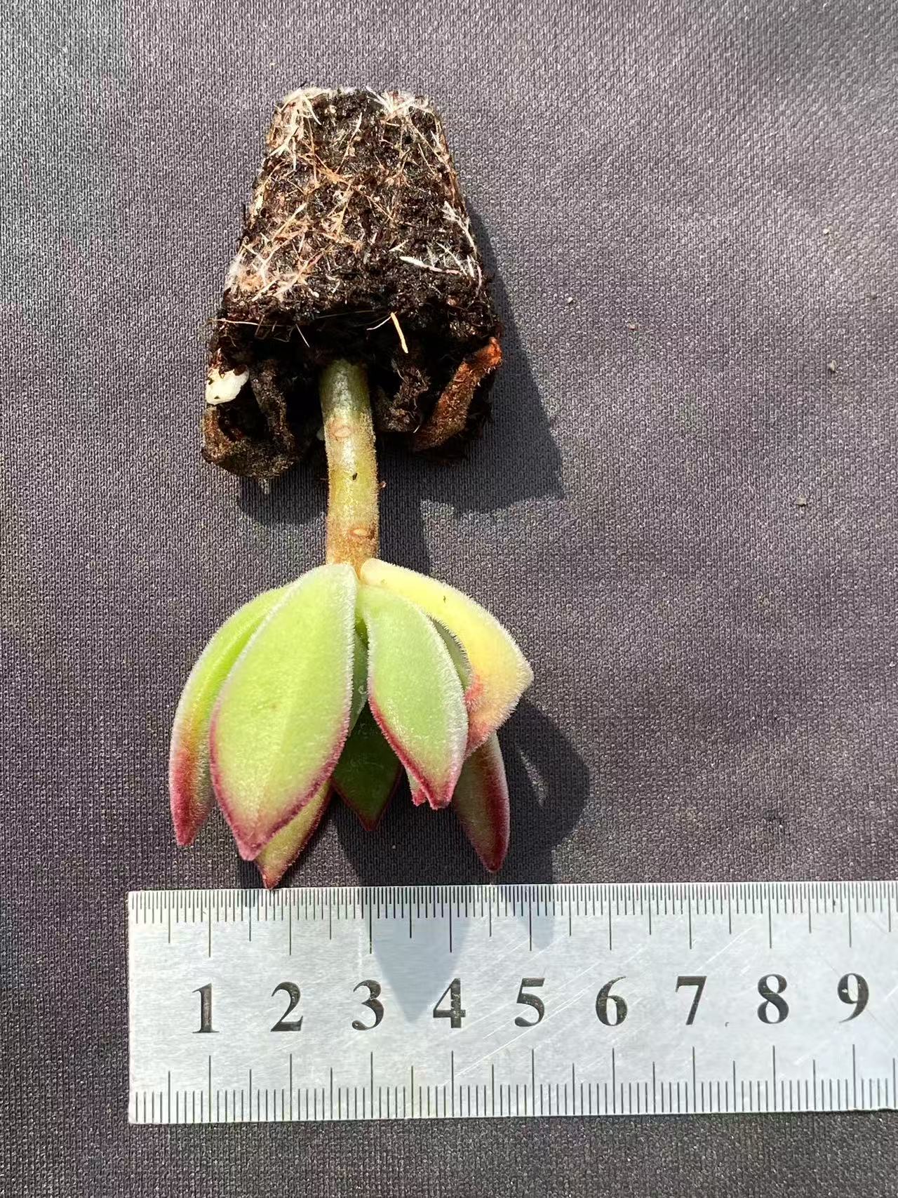 多肉植物 キンコウセイ 72株セット 品番AB0078