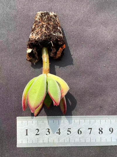 多肉植物 キンコウセイ 72株セット 品番AB0078