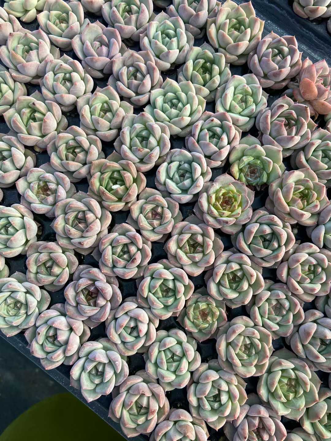 多肉植物 24k45 128株セット 品番AB0119