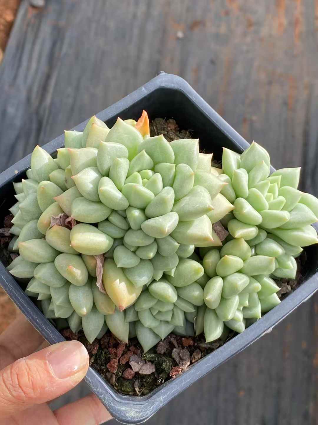多肉植物 アイボリー 12株セット 4号鉢 品番AA00047
