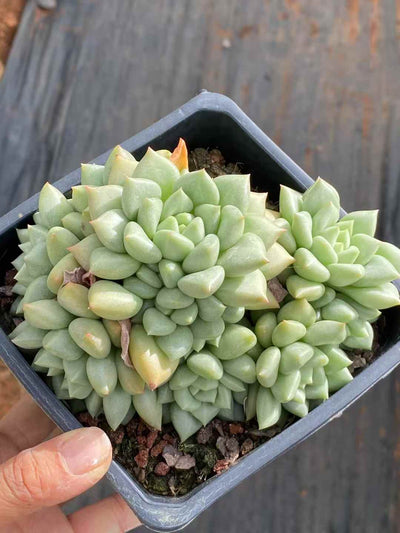 多肉植物 アイボリー 12株セット 4号鉢 品番AA00047
