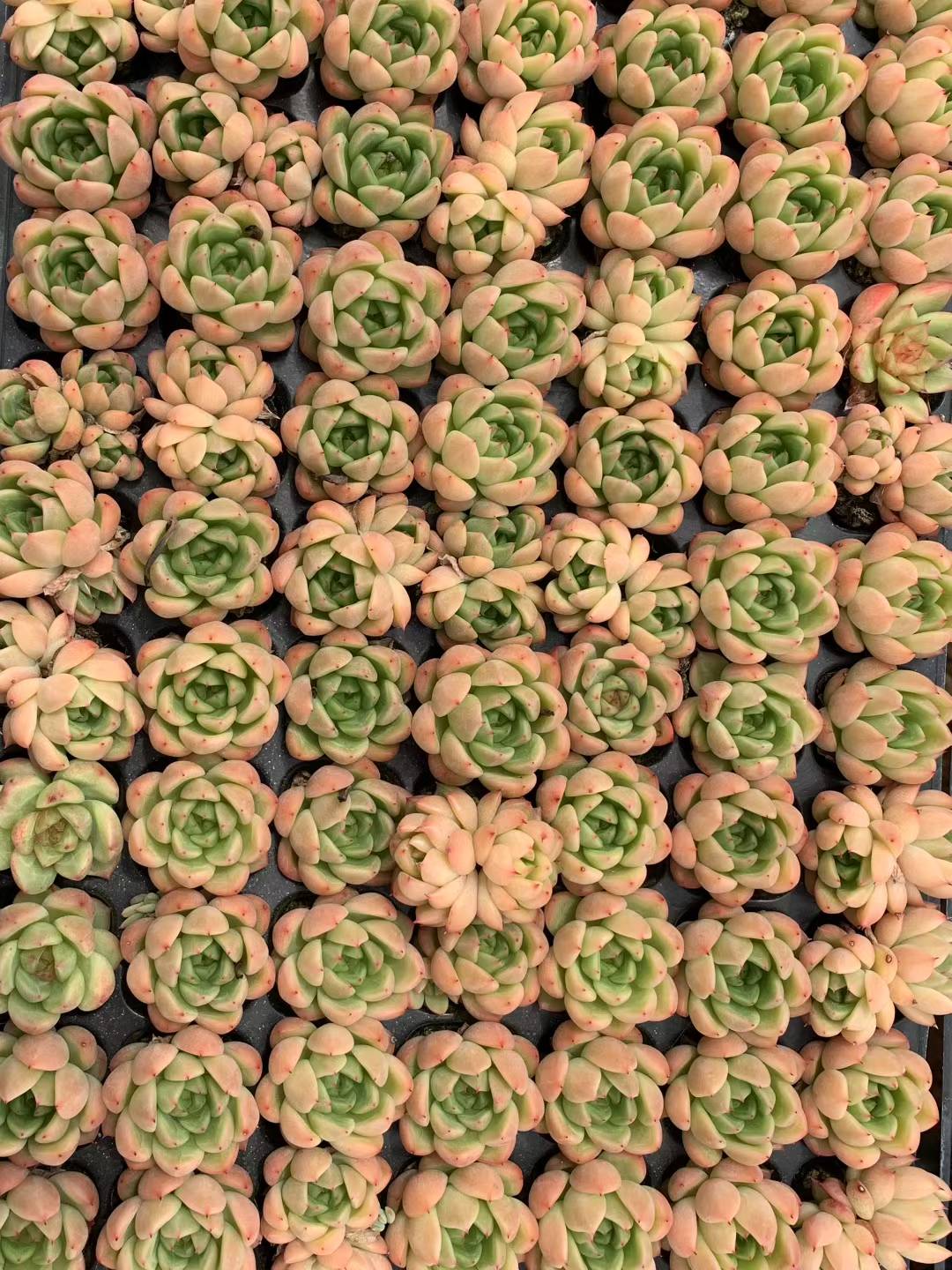 多肉植物 セイテン 105株セット 品番AB0205