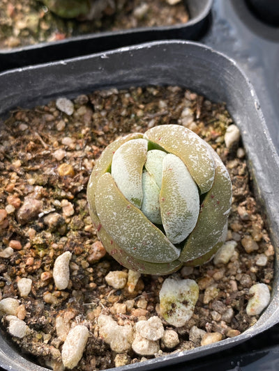 TH687     多肉植物     （80株）セット