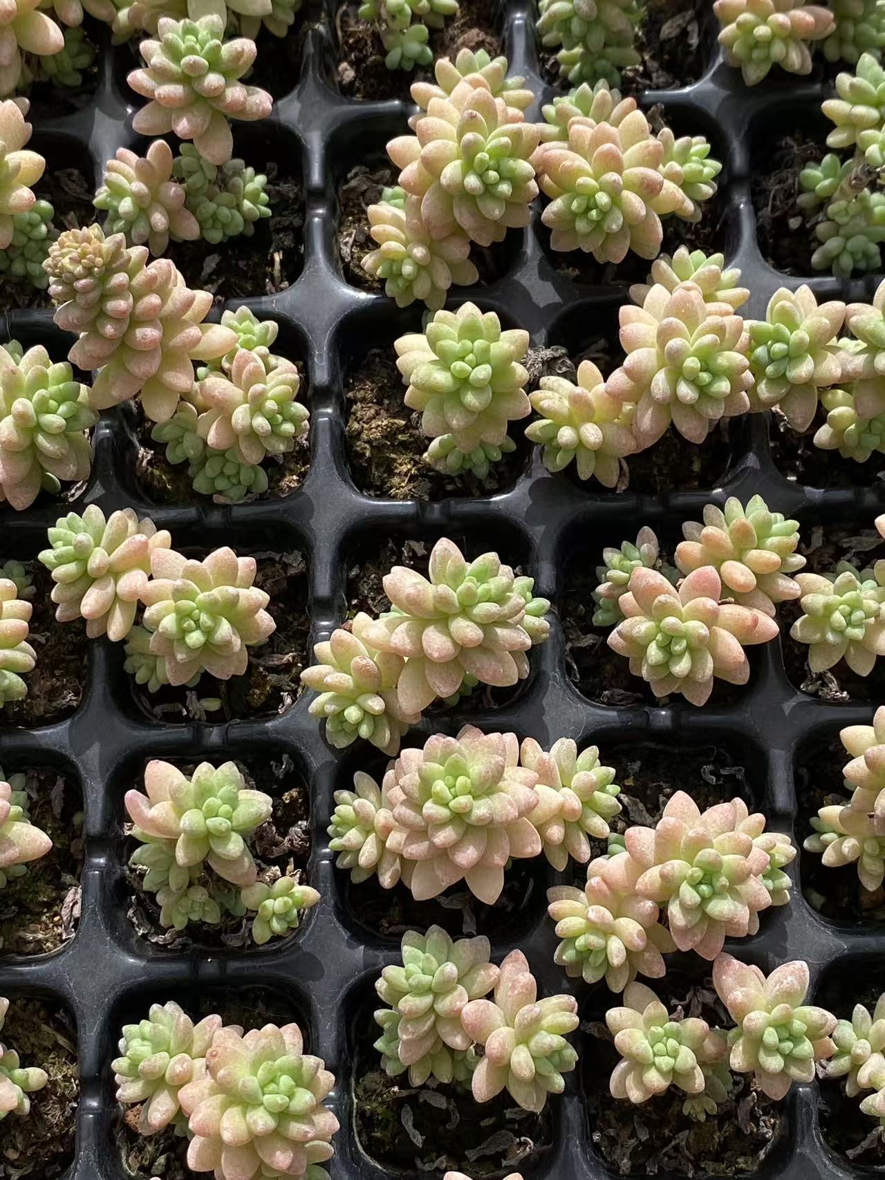 多肉植物 ジェニー 128株セット 品番AB0099