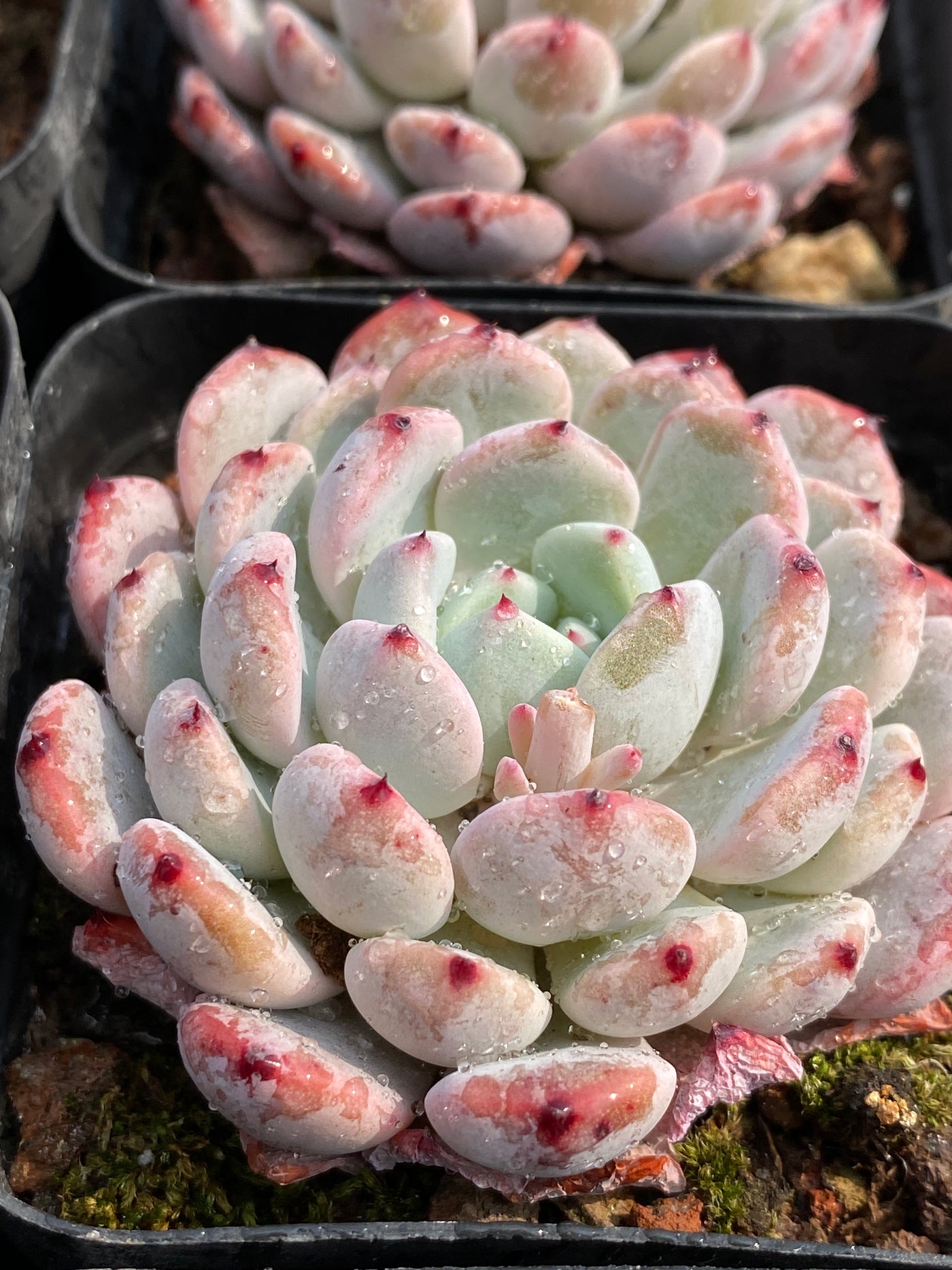 TH670     多肉植物     （30株）セット