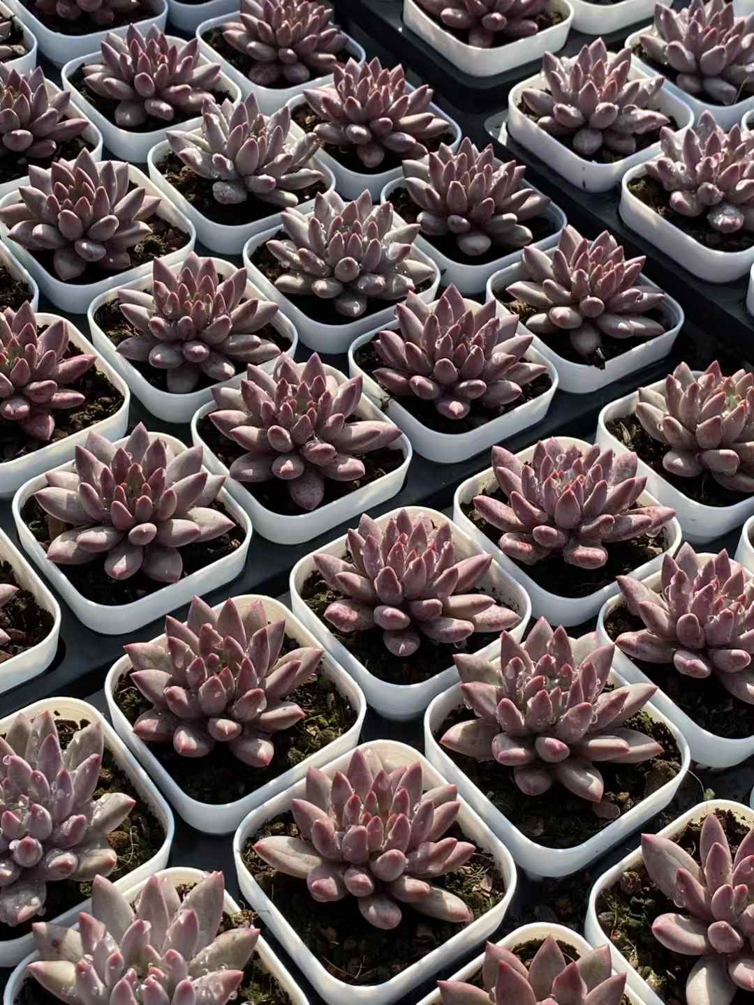 多肉植物 キンギョヒメ 24株セット 2.5号鉢 品番AA00013
