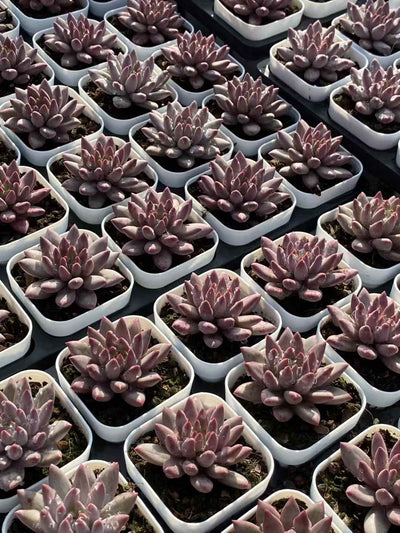 多肉植物 キンギョヒメ 24株セット 2.5号鉢 品番AA00013