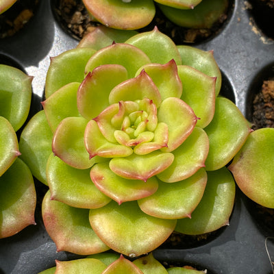 多肉植物 ラボタン 72株セット 品番AB0002