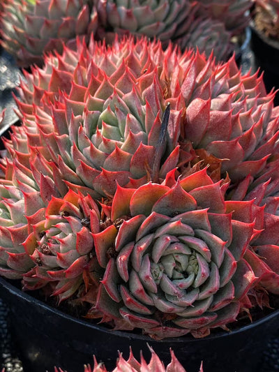 TH609     多肉植物     （16株）セット