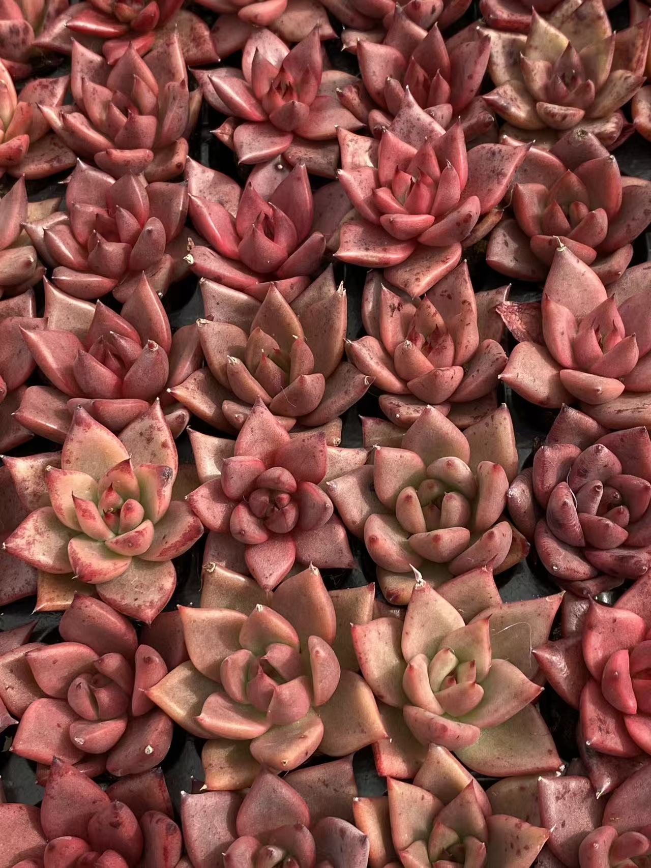 多肉植物 ロミオ 128株セット 品番AB0096