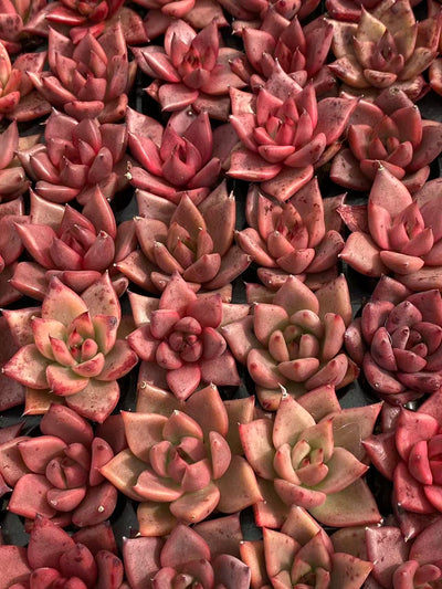 多肉植物 ロミオ 128株セット 品番AB0096